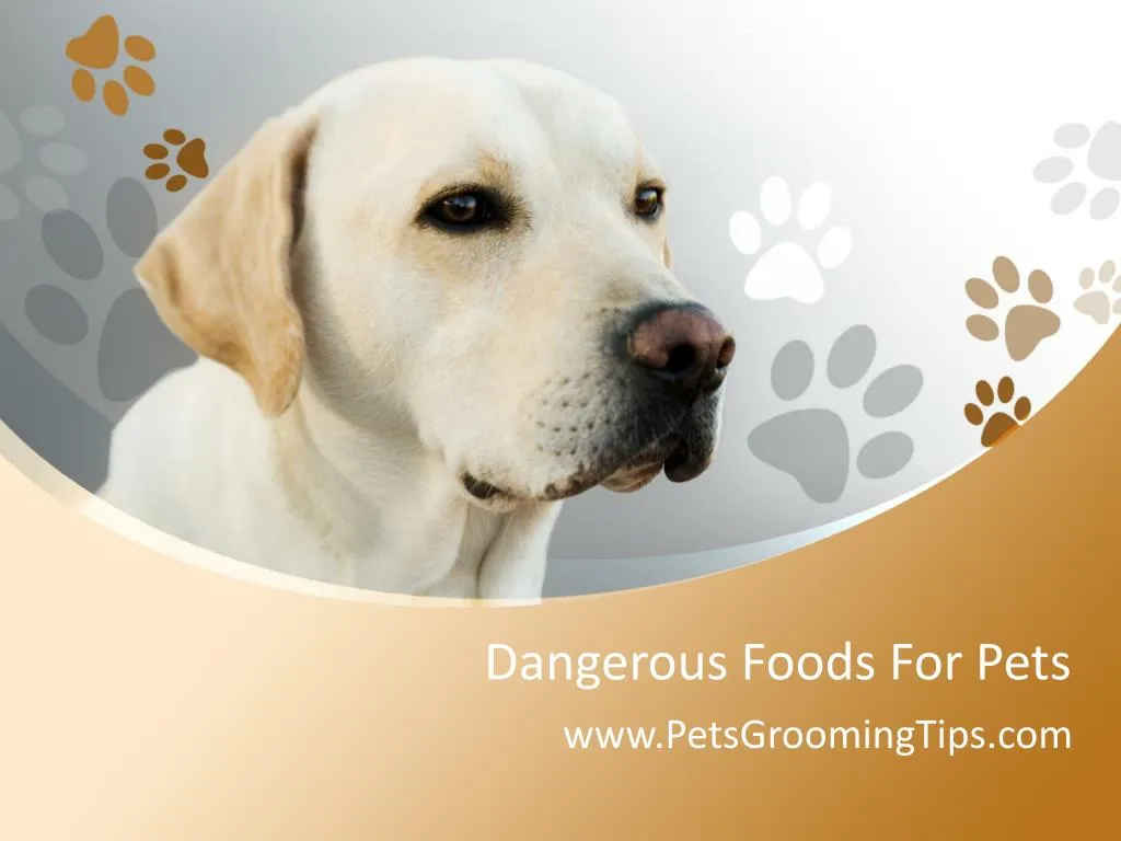dangerous foods for pets