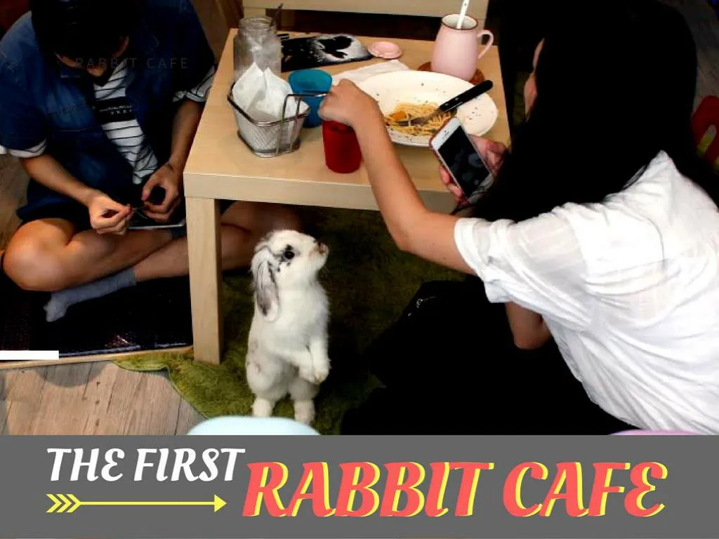 the principal rabbit cafe