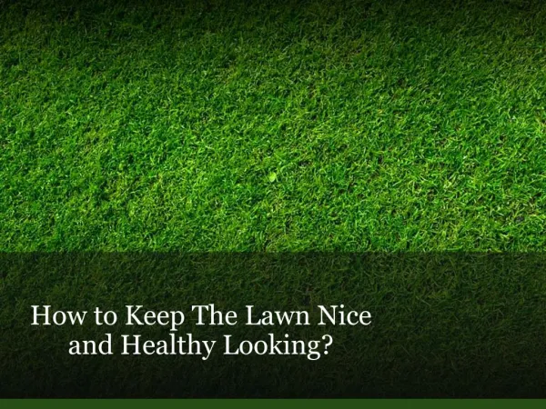 How to Keep The Lawn Nice and Healthy Looking?