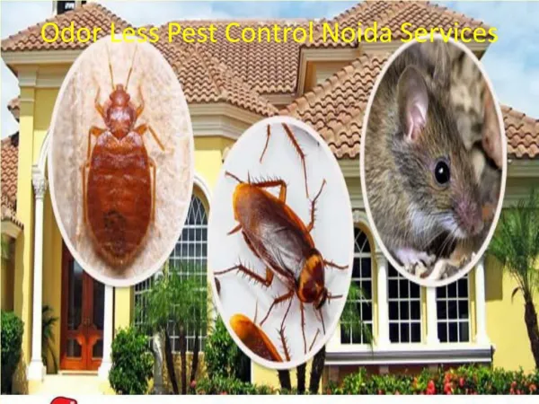 Odor Less Pest Control Noida Services Call at 91 9899176888