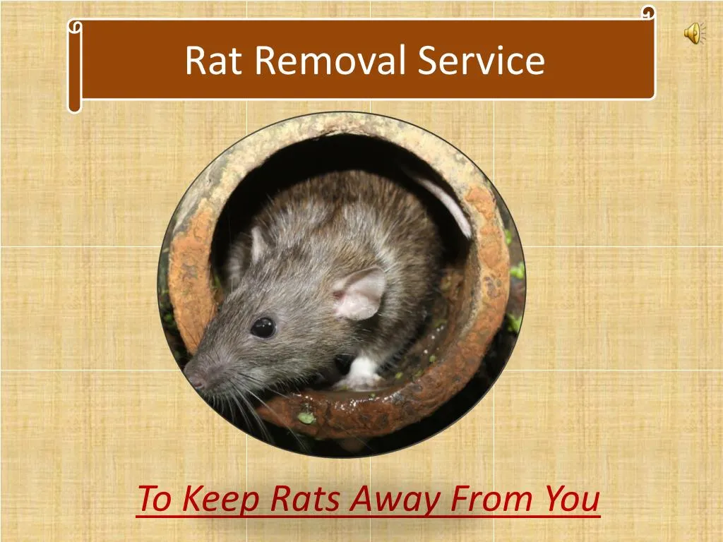 rat removal service