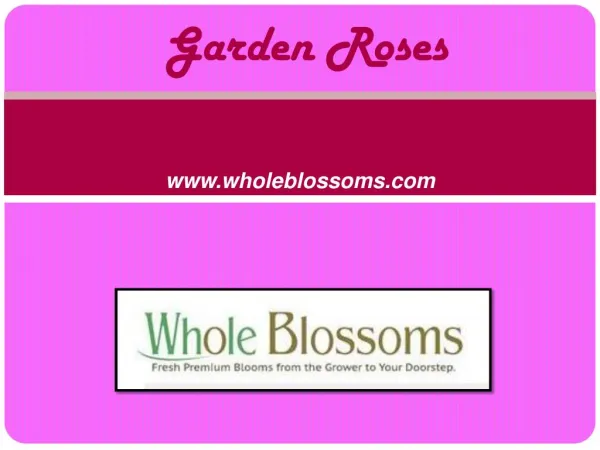 Wholesale Garden Roses - Wedding Flowers