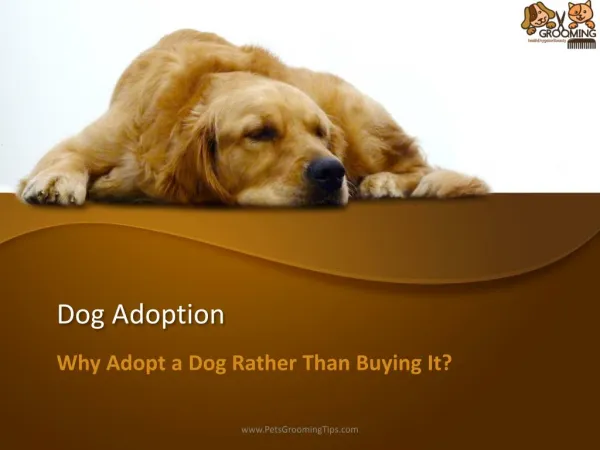 Dog Adoption