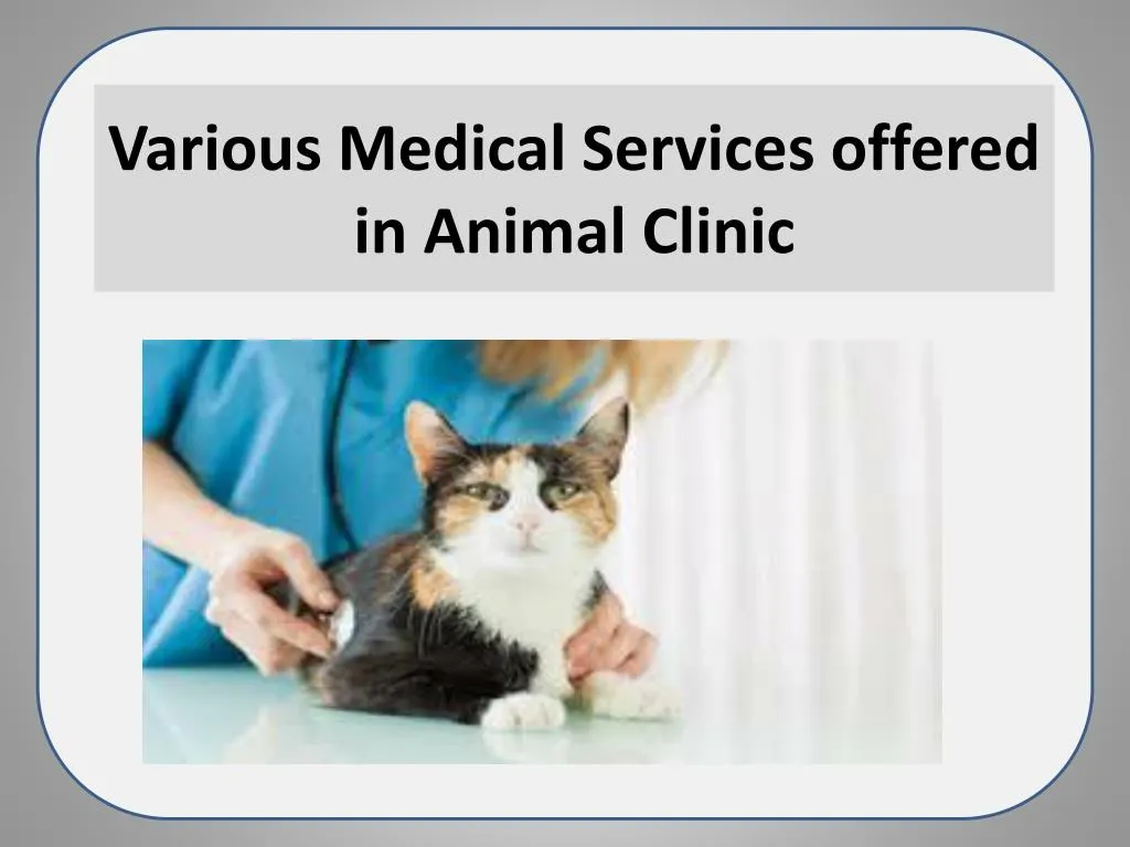 various medical services offered in animal clinic