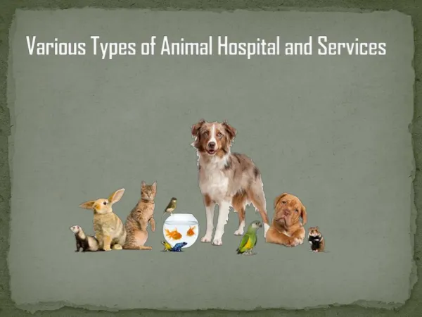 Various Types of Animal Hospital and Services