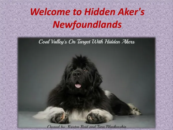 Welcome to Hidden Aker's Newfoundlands