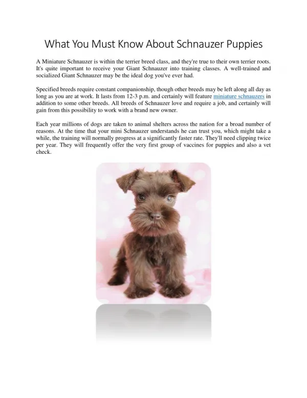 What You Must Know About Schnauzer Puppies
