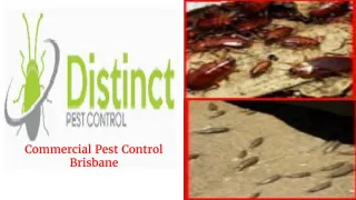 Commercial Pest Control Brisbane