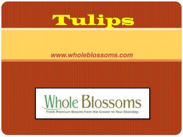 Wholesale Tulip Flowers - www.wholeblossoms.com
