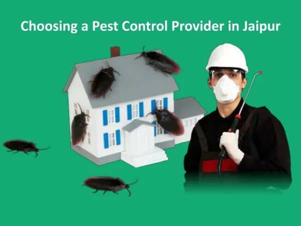 Choosing a Pest Control Provider in Jaipur