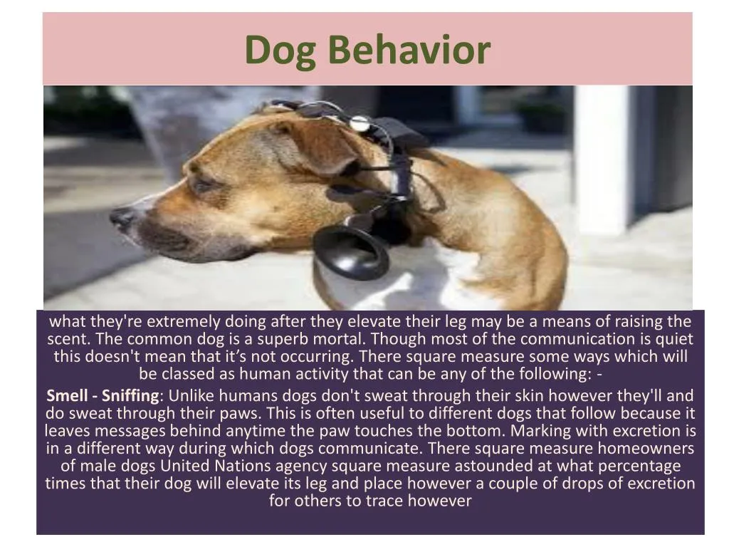 dog behavior