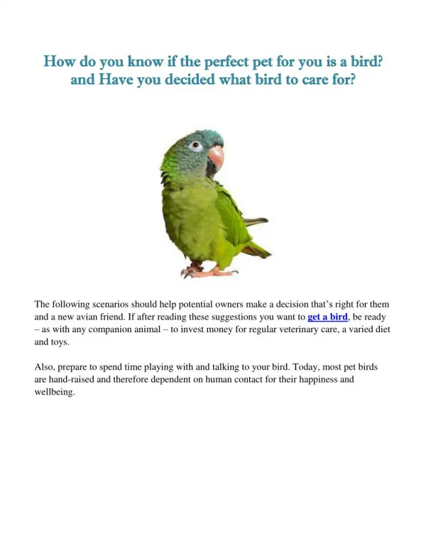 How do you know if the perfect pet for you is a bird?