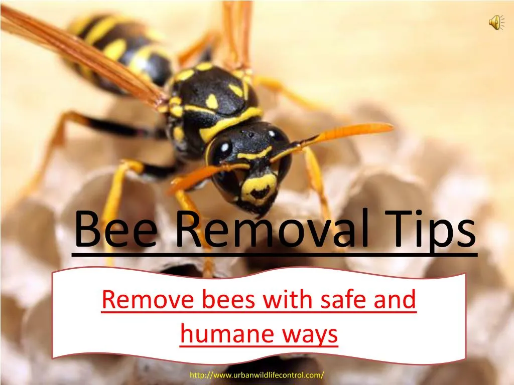 bee removal tips