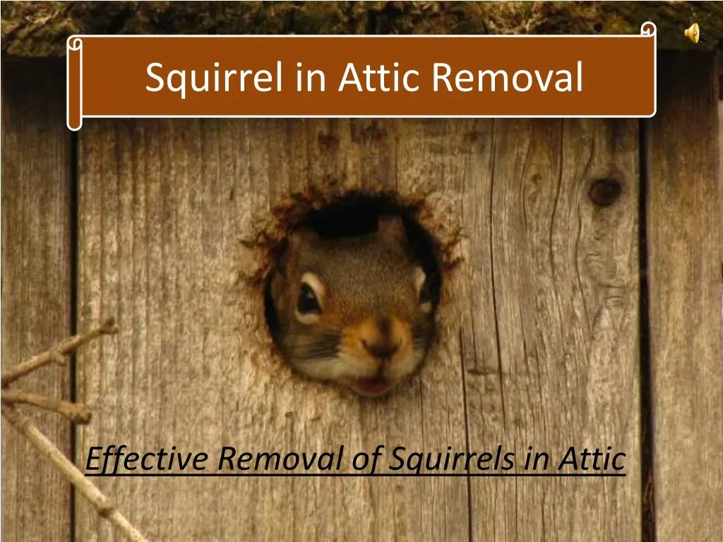 squirrel in attic removal