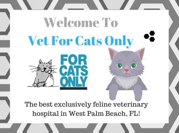 Cat Boarding Services West Palm Beach