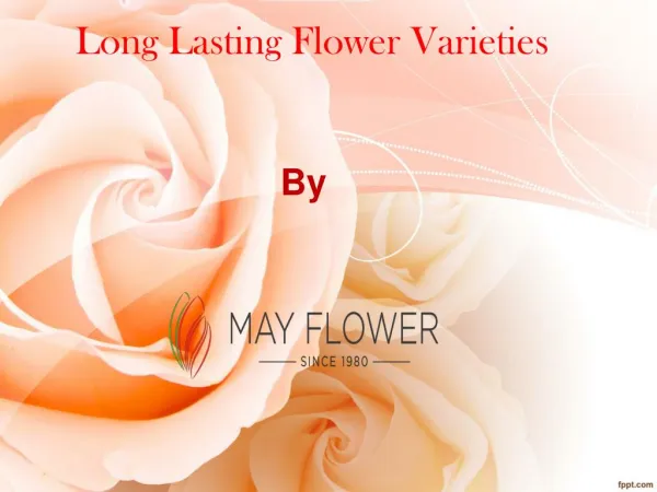 Long lasting flower varieties