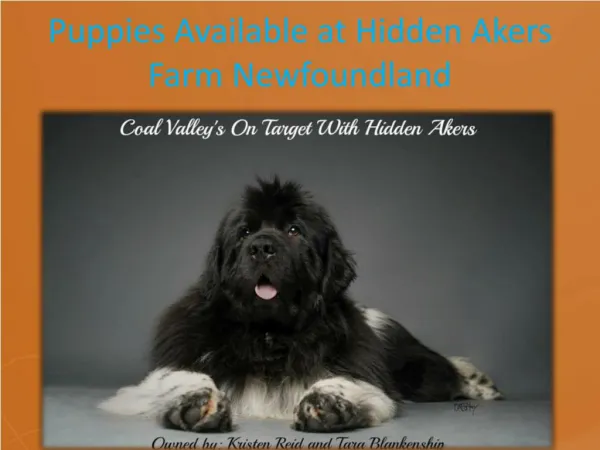 Puppies Available at Hidden Akers Farm Newfoundland