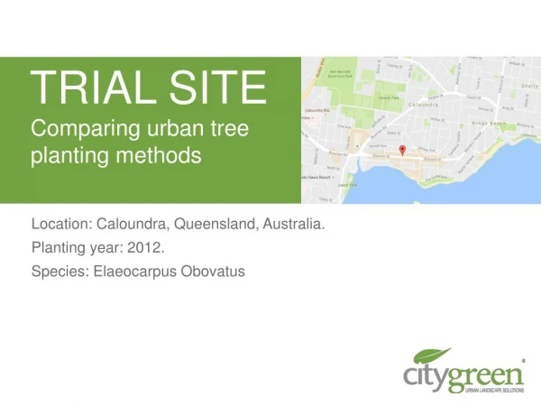 Comparing Urban Tree Planting Methods