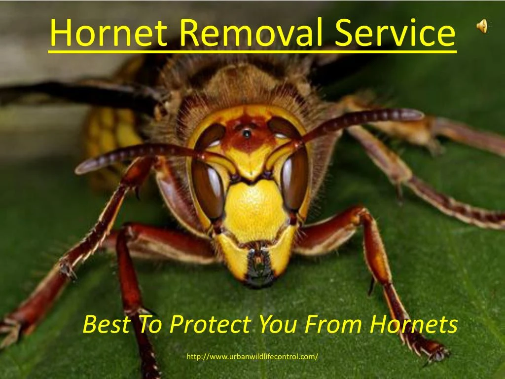 hornet removal service