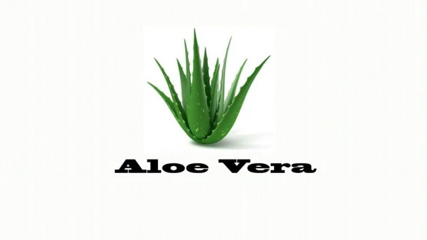 Aloe Vera Uses: The Mother Nature’s ‘first aid plant’!
