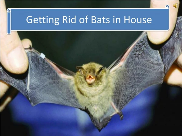 Getting Rid of Bats in House