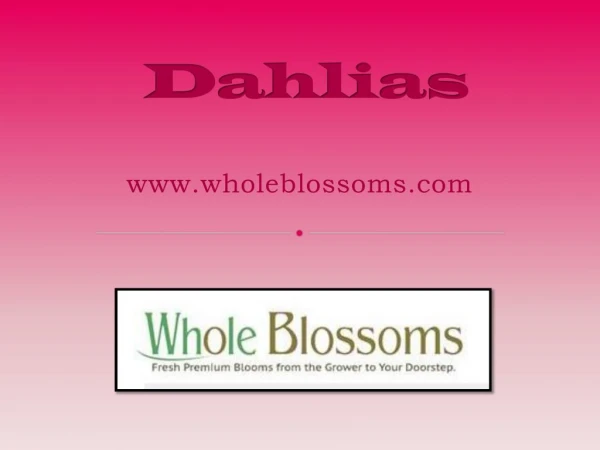 Buy Dahlia Flowers Online - www.wholeblossoms.com