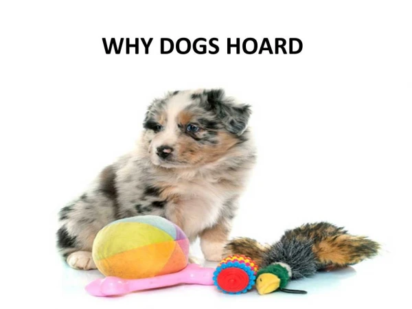 Why Dogs Horad