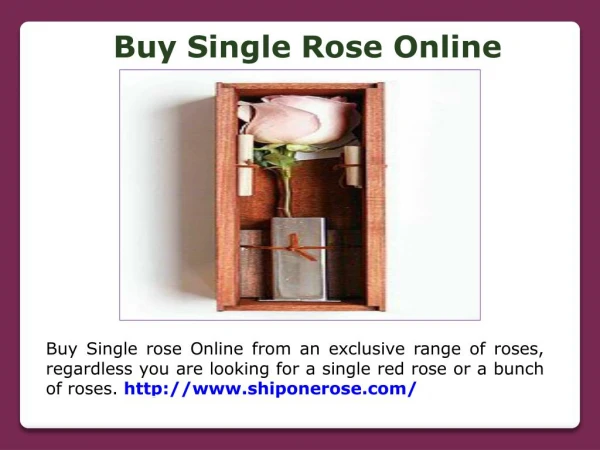 Single Rose Free Delivery