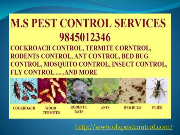 M S Pest Control Services in Bangalore
