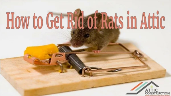How to Make Home Rat Free - Rat Control Services