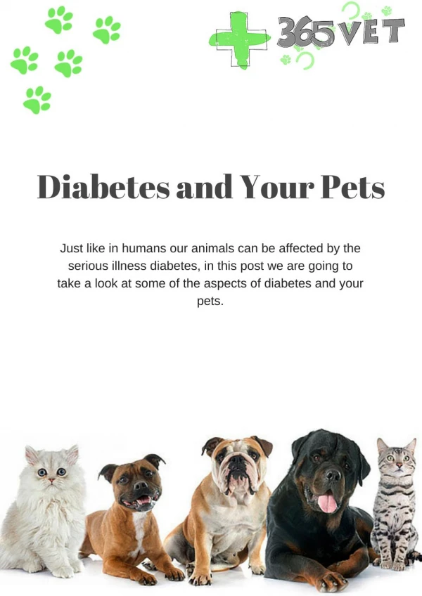 Diabetes and Your Pets