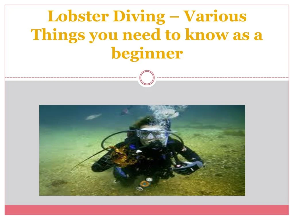 lobster diving various things you need to know as a beginner