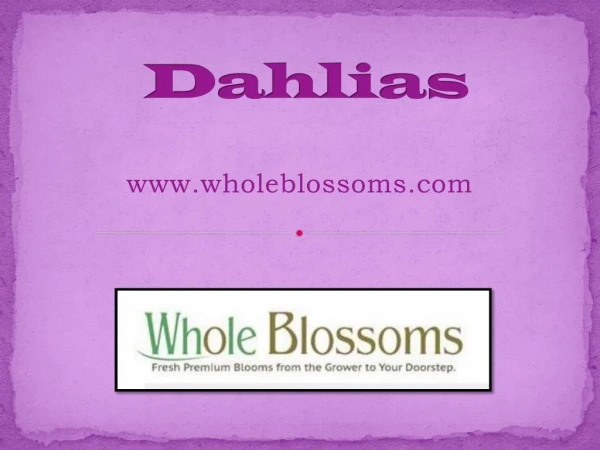 Discount Dahlia Flowers - www.wholeblossoms.com