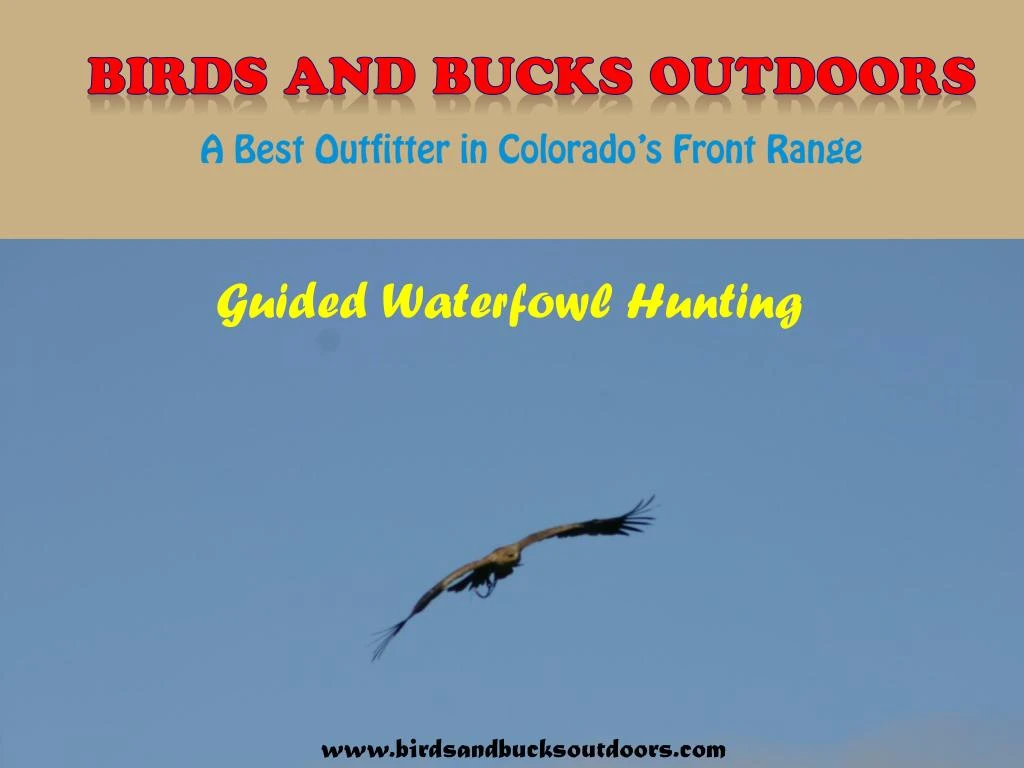 birds and bucks outdoors