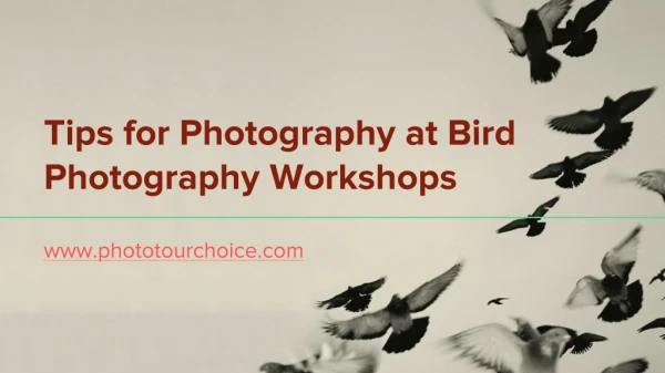 Tips for Photography at Bird Photography Workshops