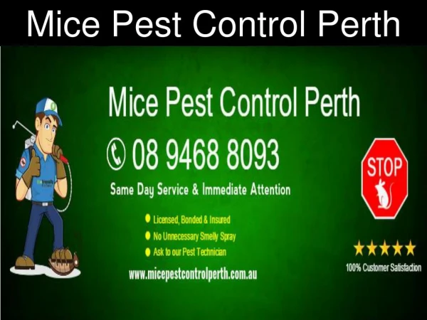 Mice Pest Control Perth