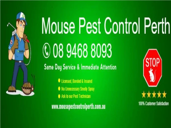 Mouse Pest Control Perth