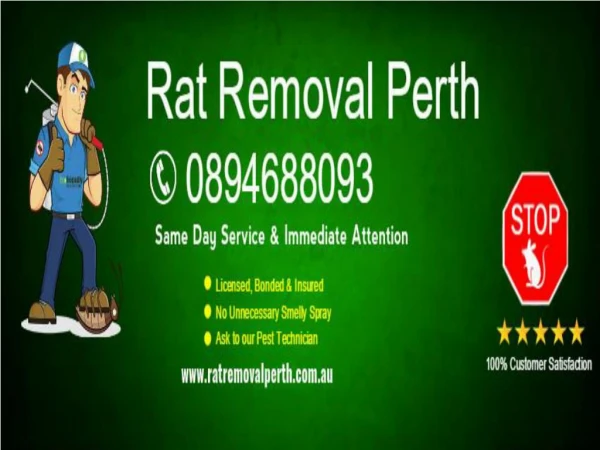 Rat Removal Perth