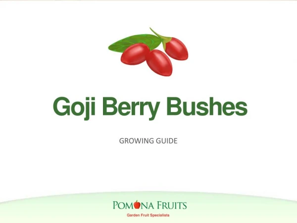 Goji Berry Bushes Growing Guide