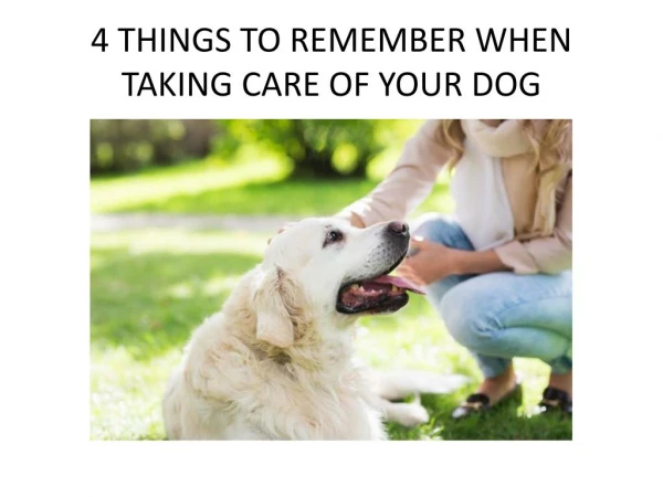 4 Things to Remember When Taking Care of Your Dog