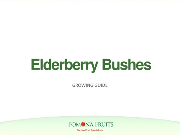 Elderberry Bushes Growing Guide