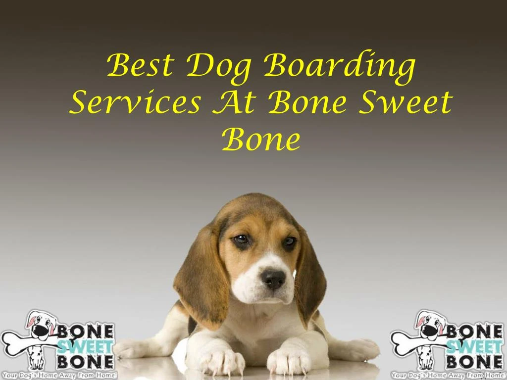 best dog boarding services at bone sweet bone