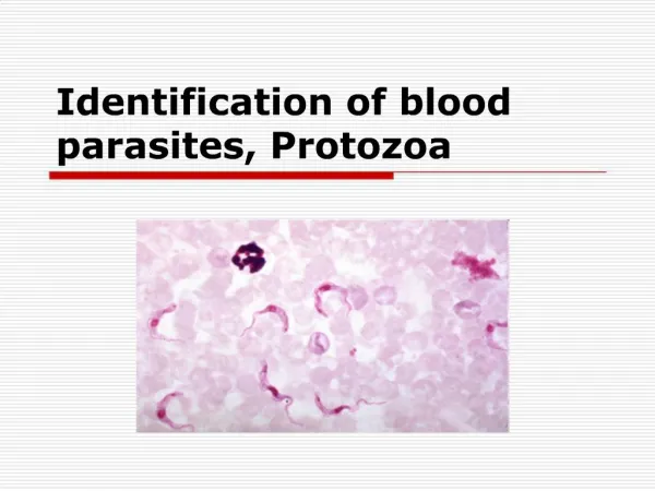 Identification of blood parasites, Protozoa