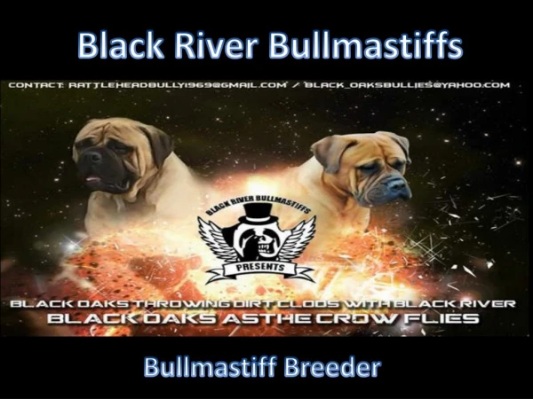 Bullmastiff Breeder | Blackriver Bullmastiff