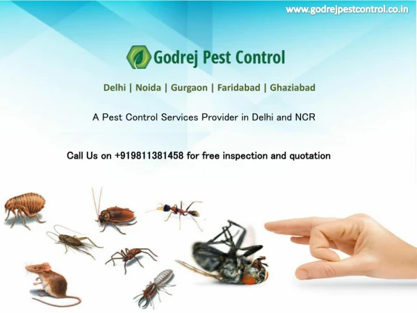 Contact Godrej Pest Control Indirapuram for quality pest control | Call on 9811381458