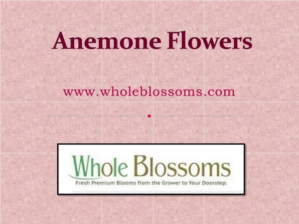 Order Anemone Flower Online - www.wholeblossoms.com