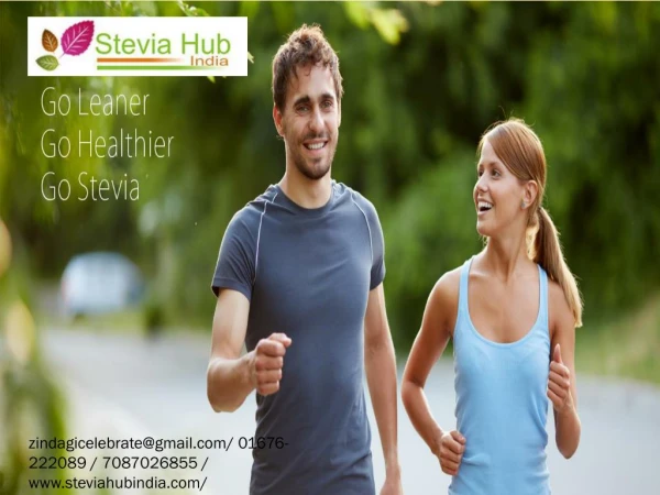 Stevia Sweetener Drops Farming Condition Manufacturers in Punjab, India