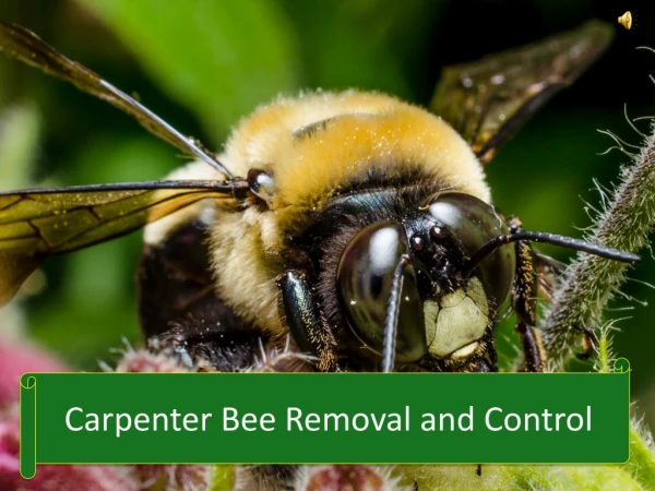 Carpenter Bee Removal and Control