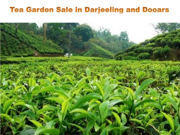Tea Garden Sale in Darjeeling and Dooars