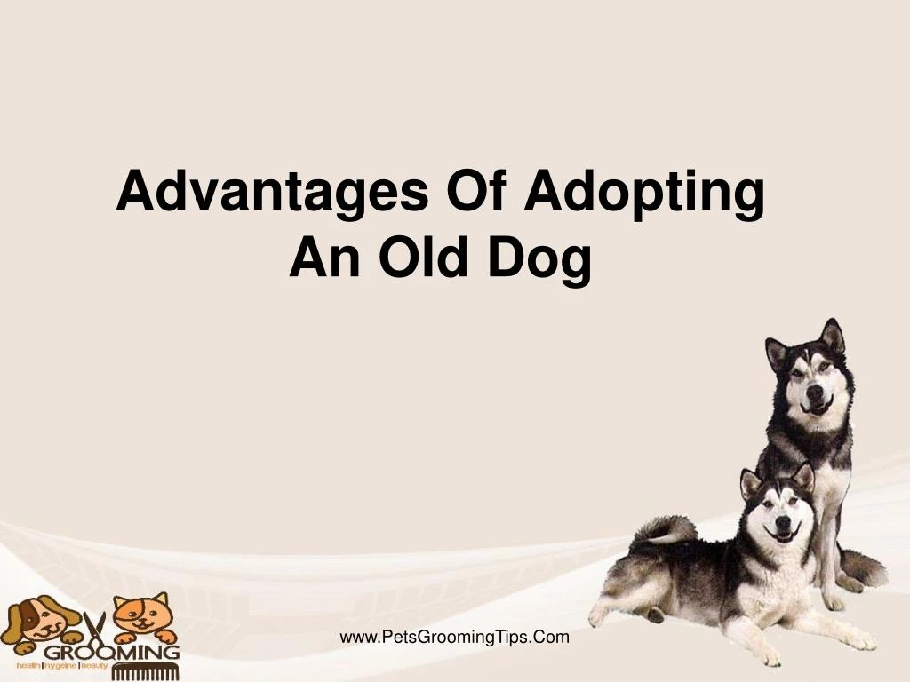 advantages of adopting an old dog